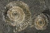 Dactylioceras Ammonite Cluster - Posidonia Shale, Germany #180424-1